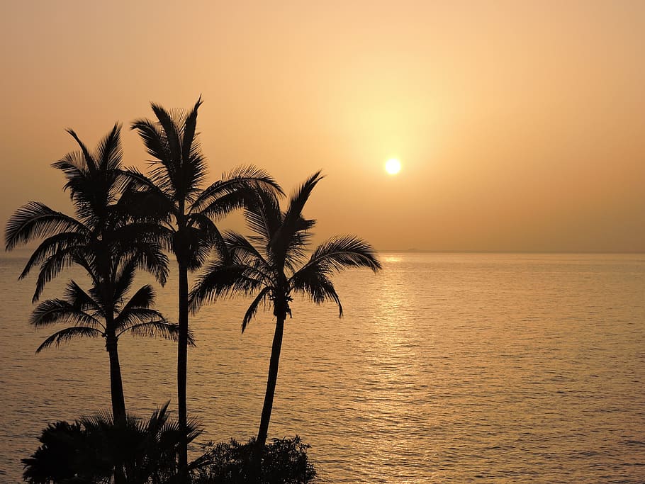 silhouette photo of trees near beach, romantic, sunset, atardeser