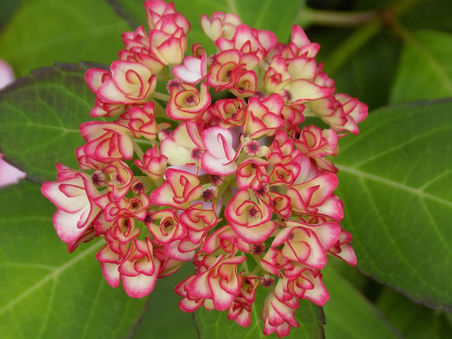 Hydrangea, Flower, Plant, Pink, bud, leaf, nature, growth, beauty in nature HD wallpaper