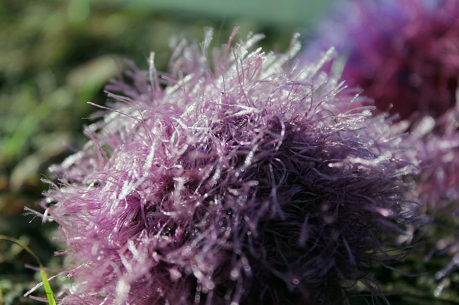 fringed wool, fibers, threads, close, close-up, freshness, flowering plant HD wallpaper