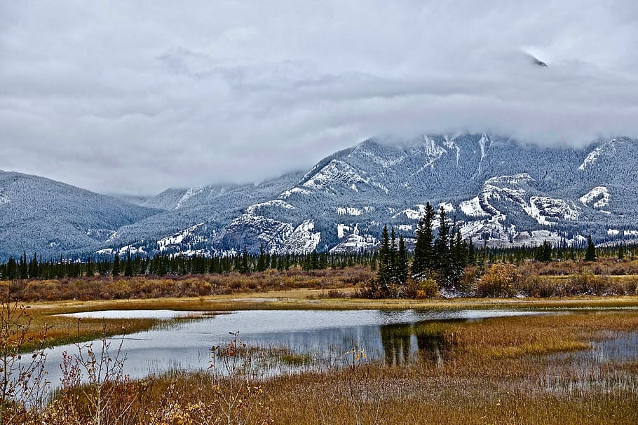 calm body of water and pine trees, mountains, wilderness, reflection HD wallpaper