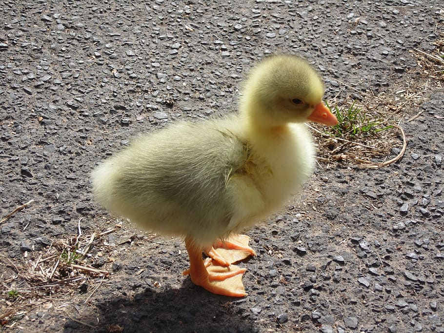 Hd Wallpaper Yellow Ducklings On Outdoors Chicks Goose Animals Goslings Wallpaper Flare