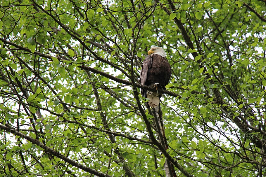eagle, sitting, proud, tree, bird, bald Eagle, wildlife, bird of Prey HD wallpaper