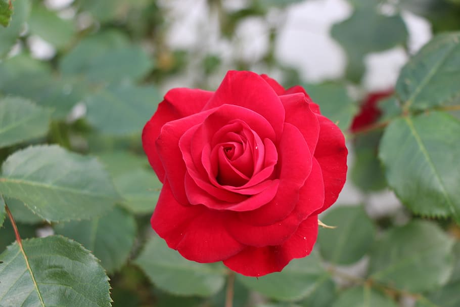 flower, pink, red, rose, flowering plant, beauty in nature HD wallpaper