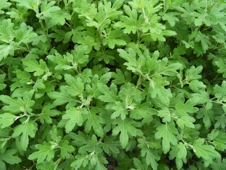 plants, wipes, leaf, green color, plant part, growth, full frame HD wallpaper