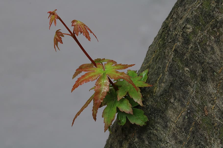 nature, wood, spring, bud, plant part, leaf, close-up, growth HD wallpaper