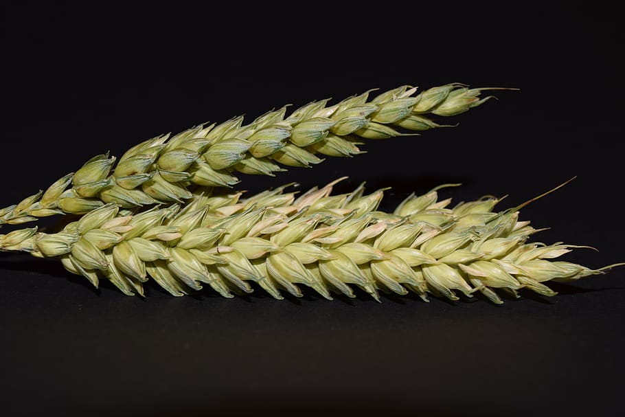 wheat, ear, cereals, grain, close, nature, food, seed, agriculture, HD wallpaper