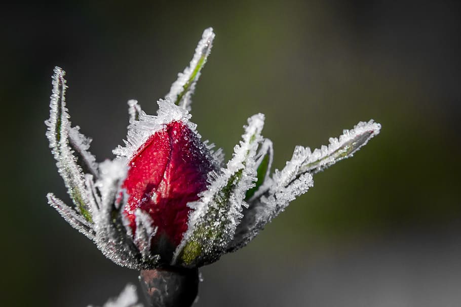 close-up photo of red flower bud with snow, Vinter, Snø, rose HD wallpaper