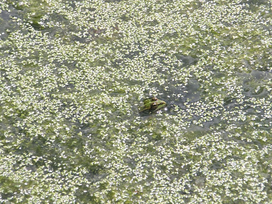 frog, green, frogs, pond, no people, backgrounds, close-up HD wallpaper