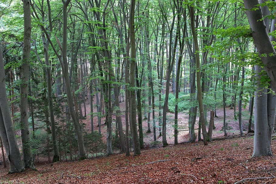 deciduous forest, trees, nature, landscape, leaves, tribe, forests HD wallpaper