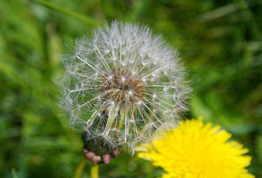 dandelion, clock, nature, seed, flower, spring, green, summer HD wallpaper