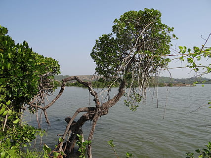 HD wallpaper: sundari, tree, heritiera fomes, mangrove, species ...