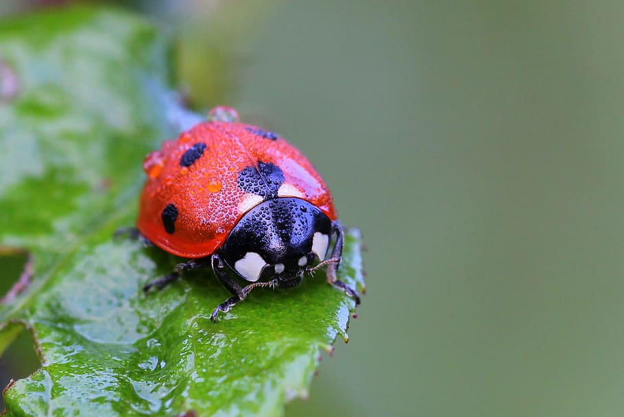 Ladybug, Macro, Nature, Dew, insects, plant, garden, animals, HD wallpaper