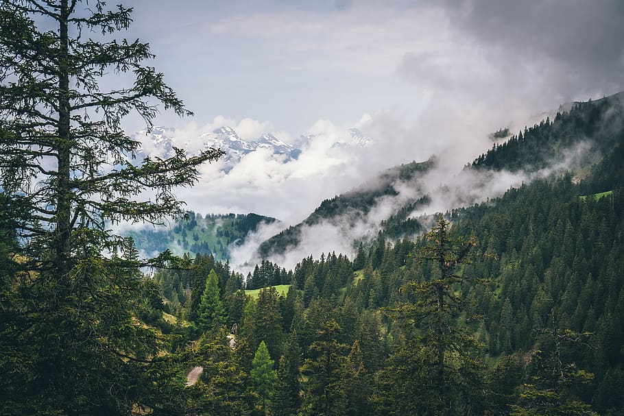 forest covered with white thick fog at daytime, mountain with fog photo HD wallpaper