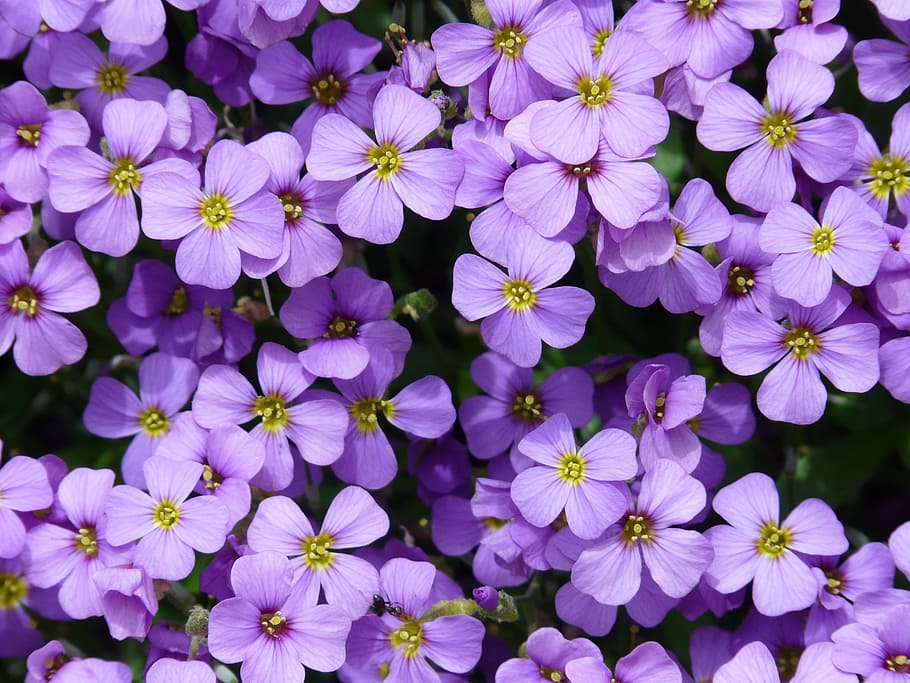 blue pillow aubrieta aubrietien cruciferous plant