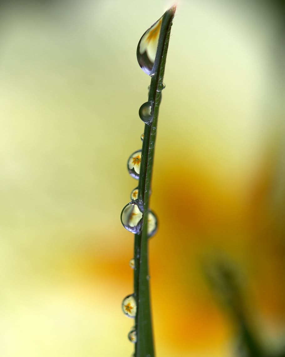 Grass, Drops, Yellow, Reflection, Macro, rain, plant, green HD wallpaper