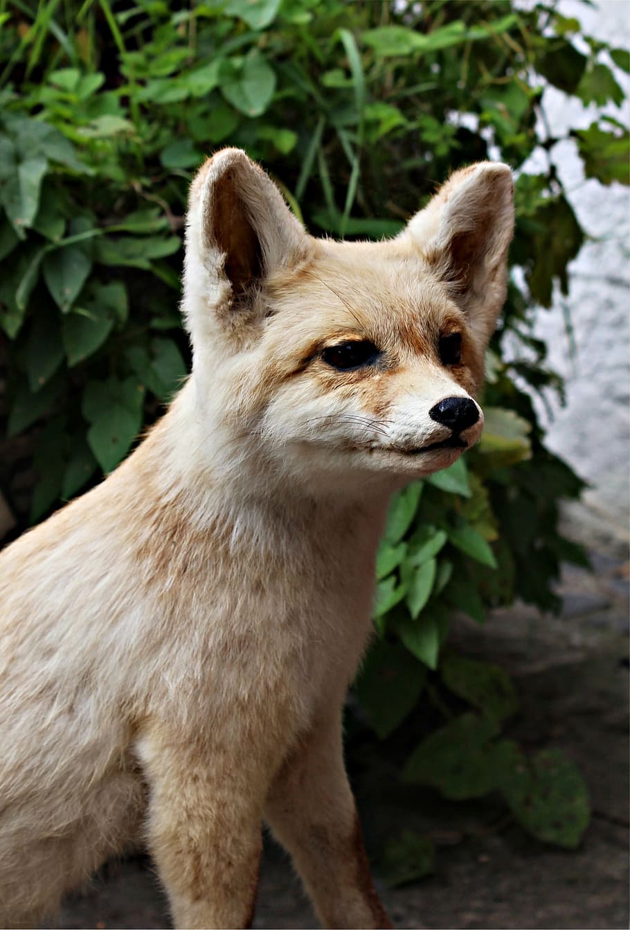fuchs, young fox, wild, nature, forest, animal, animal world HD wallpaper