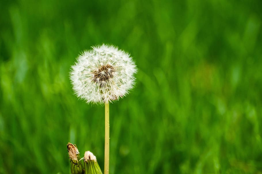 dandelion, nature, grass, plant, flower, flowering plant, freshness HD wallpaper
