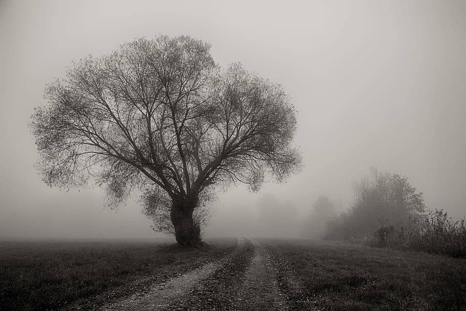 grayscale photo of tree next to road with fogs, landscape, nature
