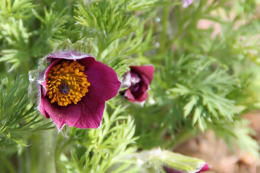 pasqueflower, blossom, bloom, spring, plant, flowering plant HD wallpaper