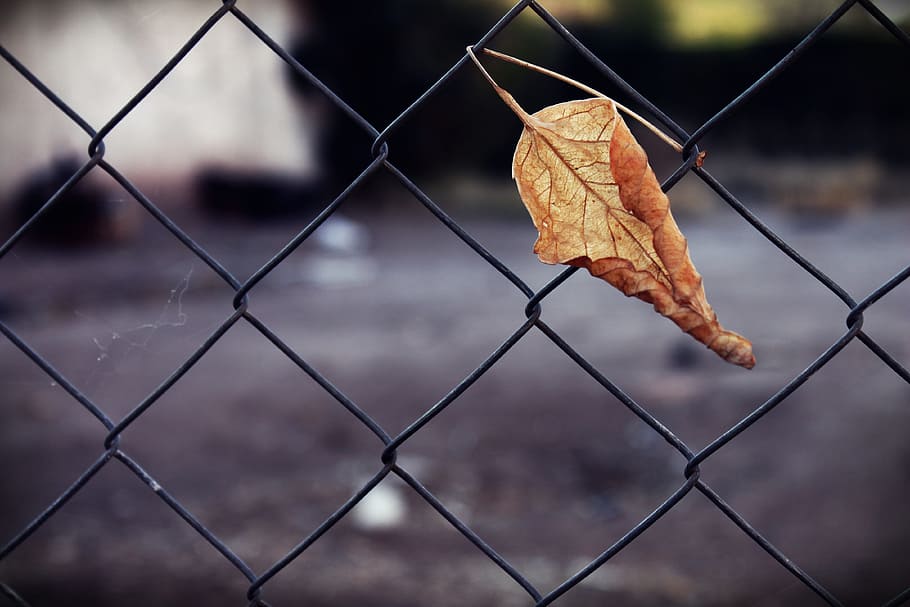 selective focus of brown leaf on black metal wire fence at daytime HD wallpaper