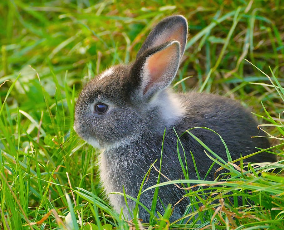gray and white rabbit on grass, breeding bull, ears, nature, wildlife photography, HD wallpaper