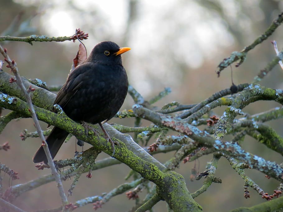 black bird resting on tree branches, blackbird, winter, cherry, HD wallpaper