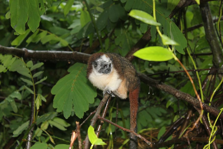 monkey, nature, wildlife, primate, animal, wilderness, animal themes HD wallpaper
