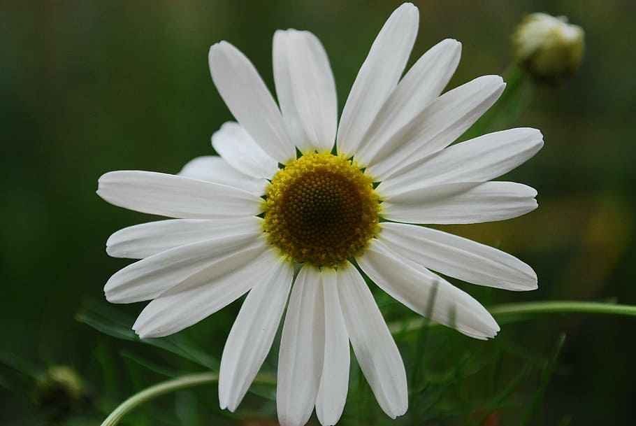 blooming, close-up, daisy, flora, flower, petals, spring, white HD wallpaper