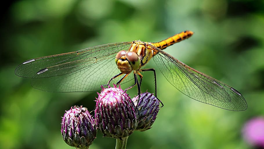 yellow dragonfly, ważka, insect, compound eyes, macro, wings, HD wallpaper