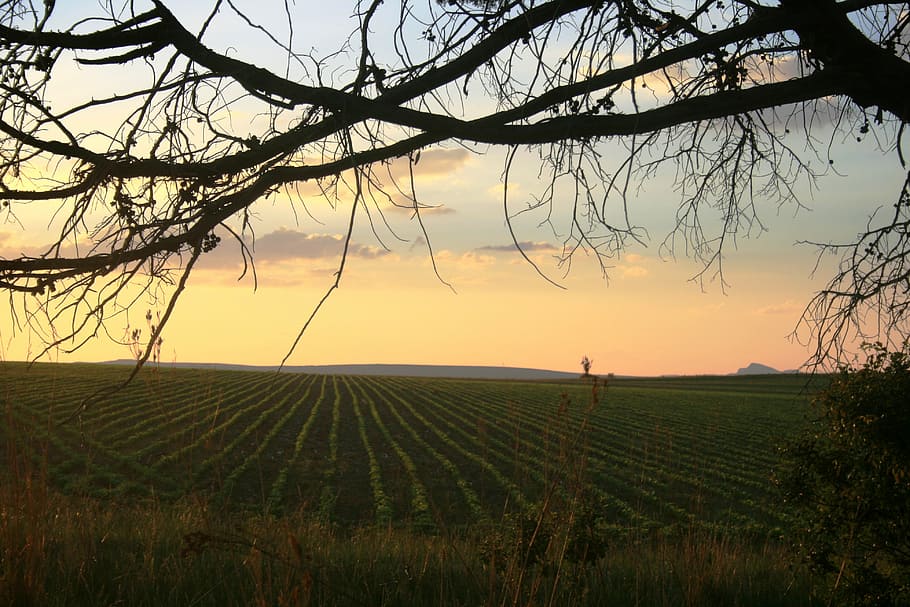 sunset, transverse tree branches, soft colors, field, crop HD wallpaper