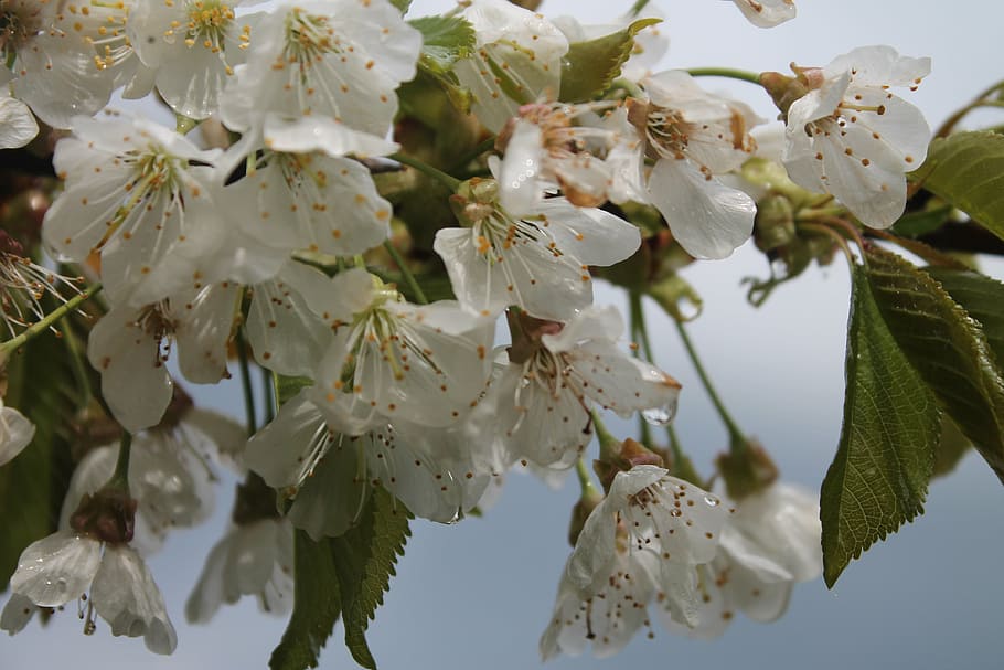 flowers, rain, white, tree, bloom, leaves, sky, raindrop, close HD wallpaper