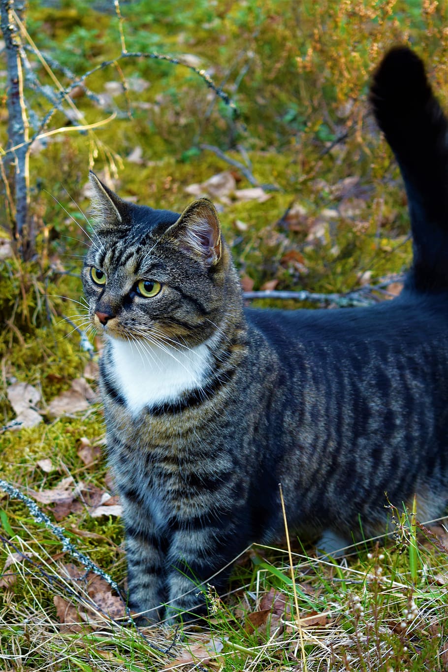 cat, forest, gray, animal themes, pets, mammal, one animal HD wallpaper