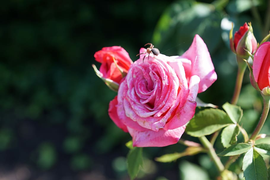 Flower, Insect, Spider, rose, botanical garden, überlingen HD wallpaper
