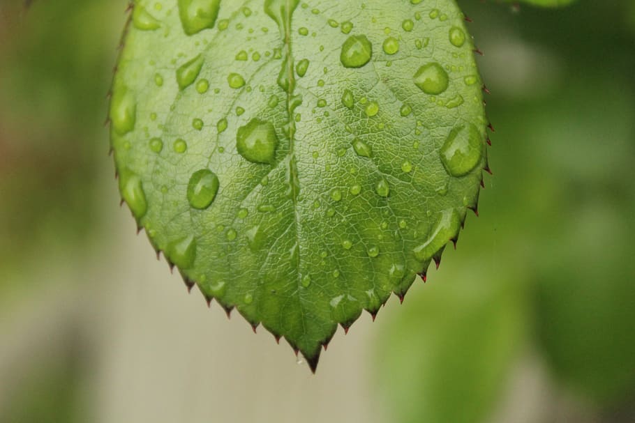 leaf, green, drops, rain, plant, garden, green color, close-up HD wallpaper