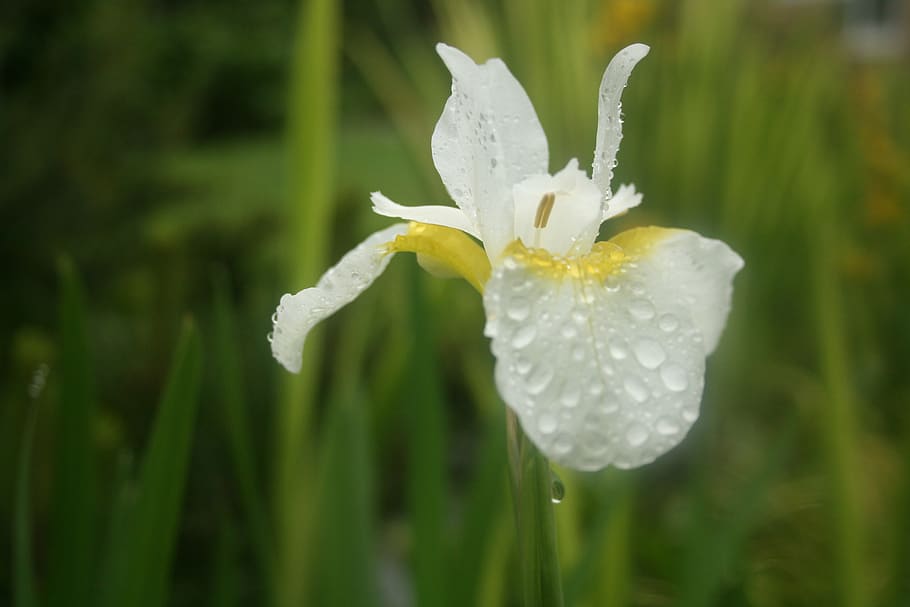 iris, spring, garden, flowers, bloom, summer, blossom, floral HD wallpaper