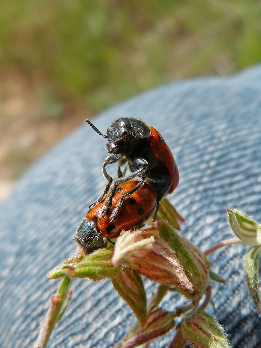 Mating, Copulation, Insects, mylabris quadripunctata, beetle meloideo HD wallpaper