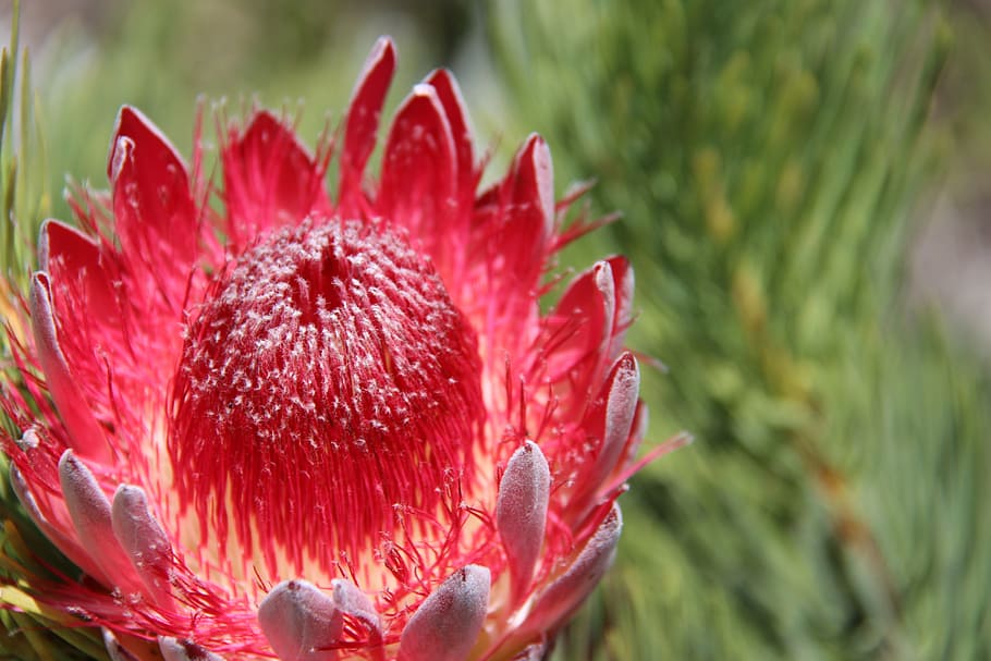 botanical, garden, cactus, nature, plant, close-up, flower HD wallpaper
