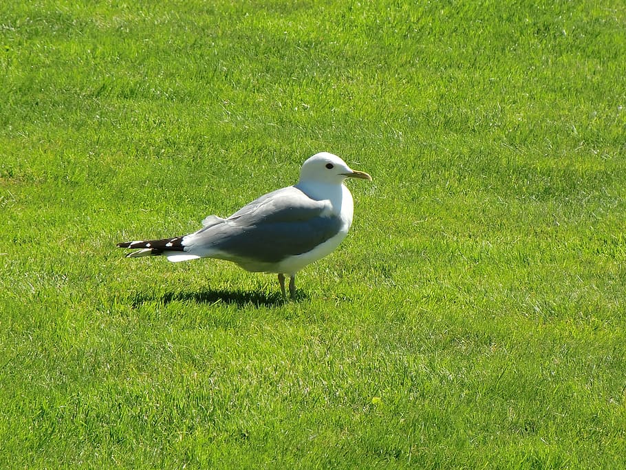seagull, grass, summer, green, animal themes, vertebrate, one animal HD wallpaper