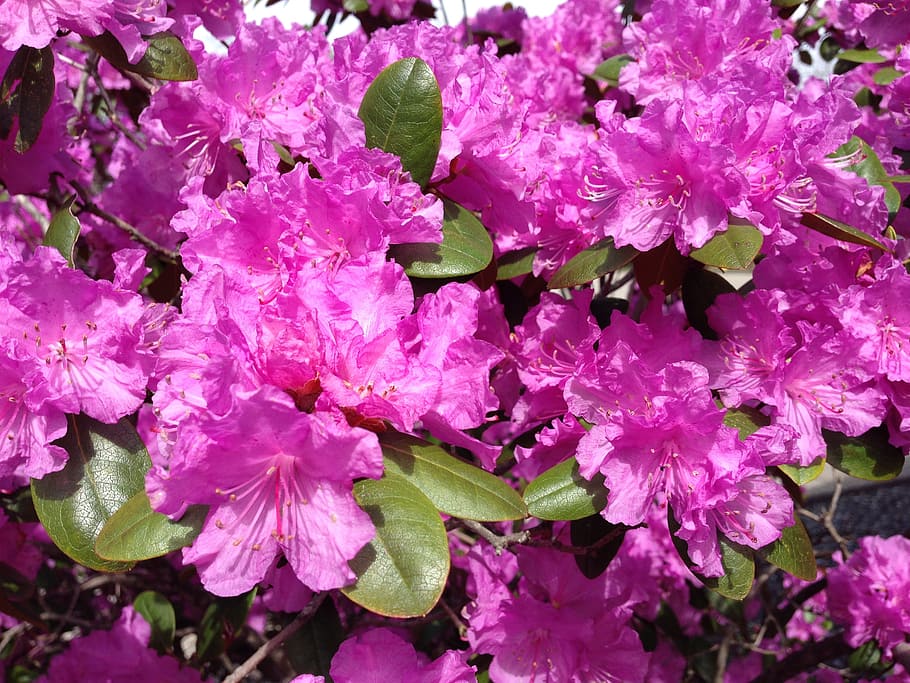 rhododendron, flower, spring, bloom, floral, shrub, nature HD wallpaper