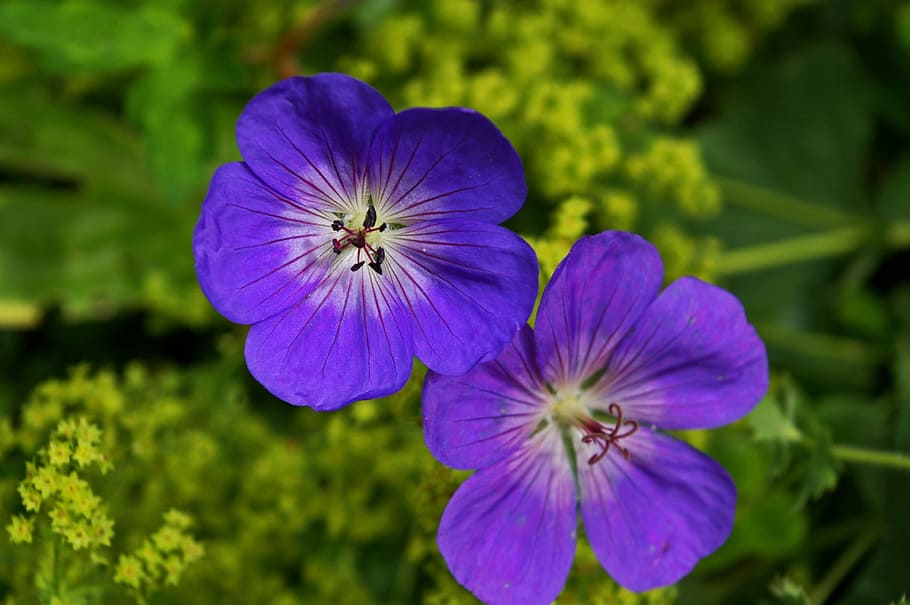 HD wallpaper: cranesbill, plant, purple flower, blossom, bloom, flora ...