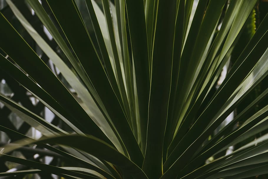 botanical, botany, garden, greenery, natural, nature, organic HD wallpaper