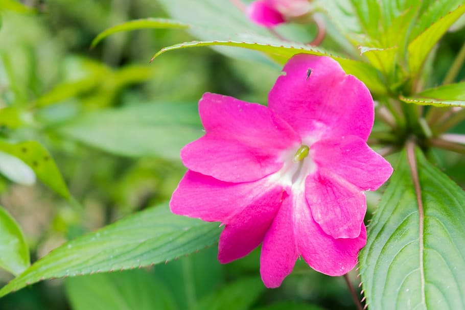 Flower, Small, Spring, flowers, small flower, florir, flowery HD wallpaper