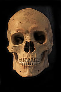 white skull, human skull, skull and crossbones, skeleton, skull bone HD wallpaper