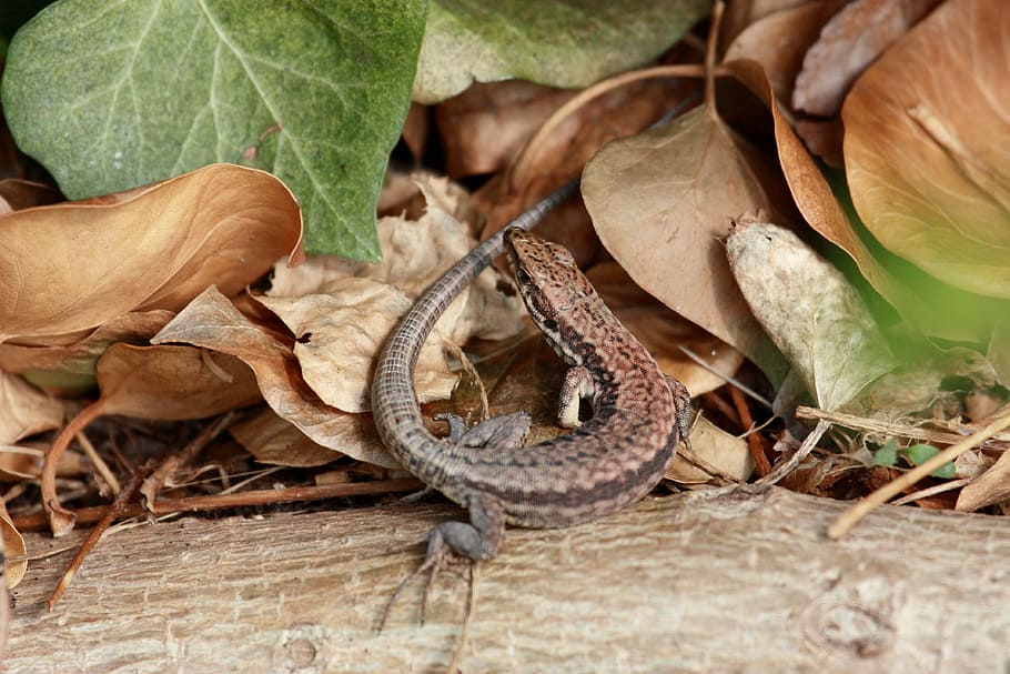 wall lizard, animal, nature, reptile, close, stone, sun, creature HD wallpaper