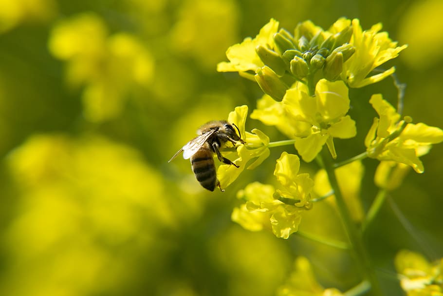 Bee, Rape, Insect, Spring, one animal, flower, animal themes HD wallpaper