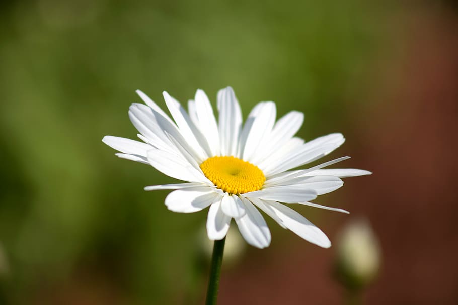 bloom, blossom, daisy, flora, flower, macro, nature, outdoors HD wallpaper