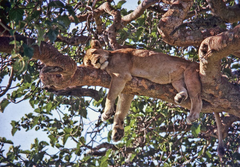 cheetah on tree branch during daytime, uganda, ishasha, lion, HD wallpaper