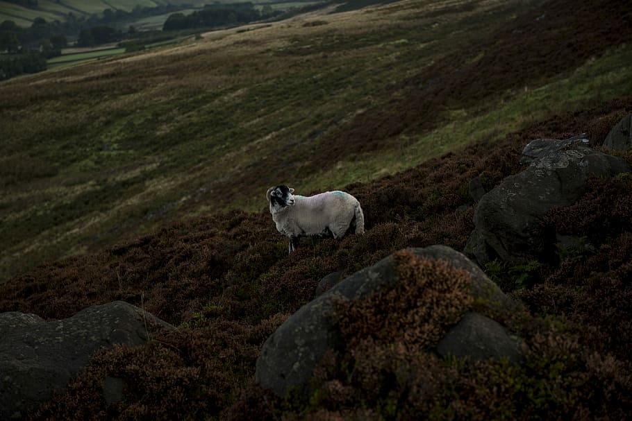 photo of white sheep on field, white sheep on brown grass near rock