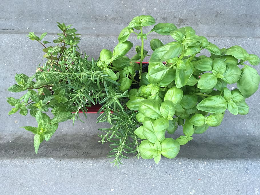 green leafed plant, Basil, Mint, Rosemary, Ingredient, natural