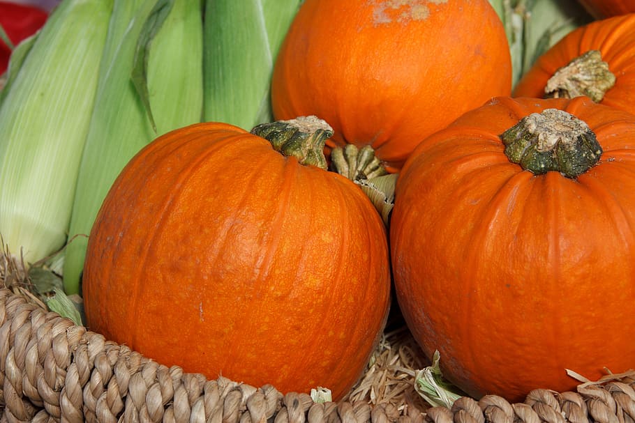 three orange pumpkins with corn in basket, autumn, colorful, fall
